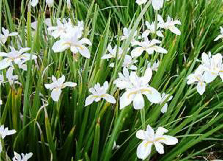 Dietes iridioides Dieiri Paroo Lily, African Iris, Cape Iris, Fortnight Lily, Morea Iris 70mm