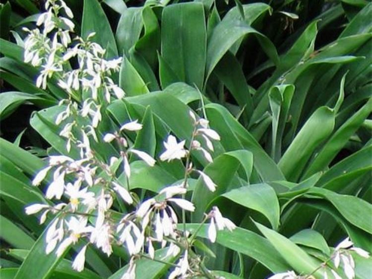 Arthropodium cirratum Artcir New Zealand Rock Lily 140mm