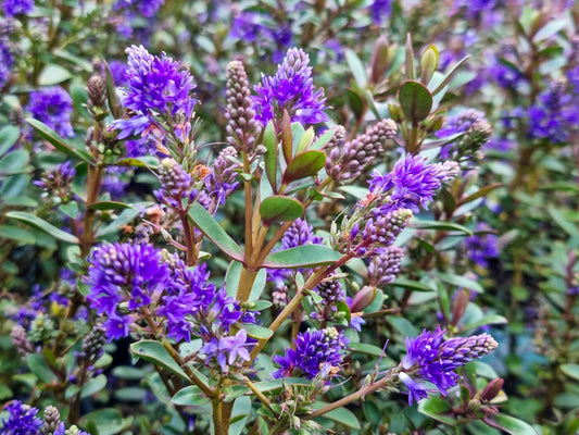 Hebe hybrida Never Ending Glory HebhybNEG