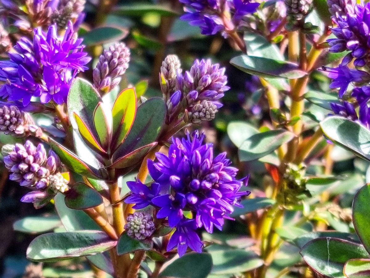 Hebe hybrida Never Ending Glory HebhybNEG