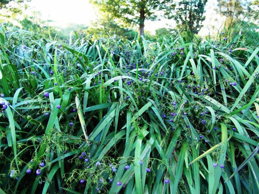 Dianella caerulea Breeze PBR DiacaeBre Blue Flax Lily, Blueberry Lily, Paroo Lily 140mm