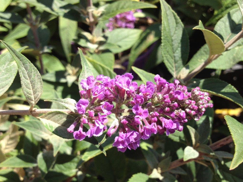 Buddleja davidii Lo And Behold Blue Chip BuddavLABBC Buddleia, Butterfly Bush 140mm