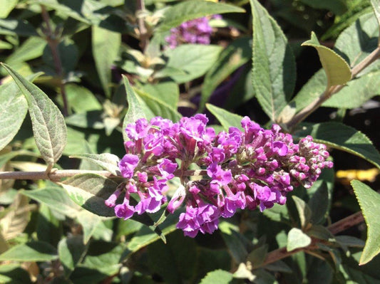 Buddleja davidii Lo And Behold Blue Chip BuddavLABBC Buddleia, Butterfly Bush 140mm