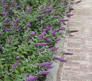 Buddleja davidii Lo And Behold Blue Chip BuddavLABBC Buddleia, Butterfly Bush 140mm