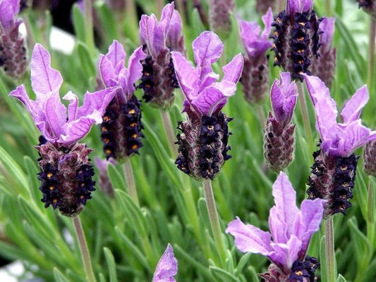Lavandula stoechas Lavsto Italian Lavender, Spanish Lavender 140mm