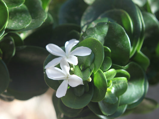 Carissa macrocarpa Desert Star CarmacDS Natal Plum 140mm