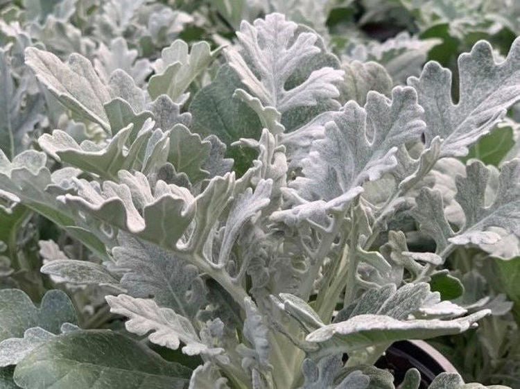 Cineraria senecio Silver Dust CinsenSD Silver Dust Plant 140mm