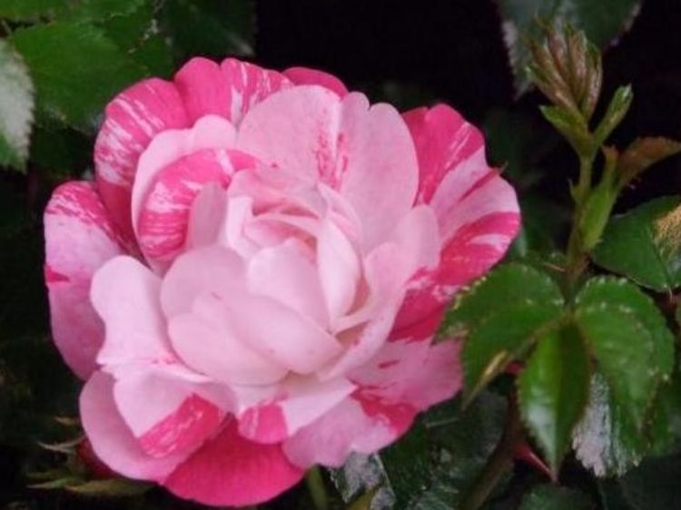 Rosa Flower Carpet Pink Splash RosFCPS Flower Carpet Rose, Ground Cover Rose, Groundcover Rose 140mm