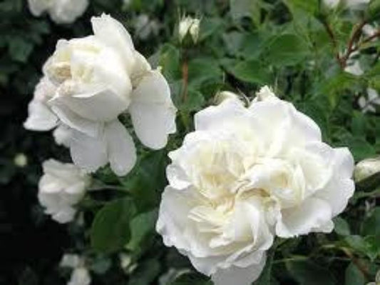 Rosa Meidiland White RosMW Landscape Rose 140mm