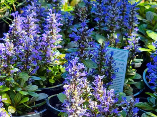Ajuga reptans Tuff And Tidy AjurepTAT Bugle, Bugleweed, Blue Bugle, Carpetweed 140mm