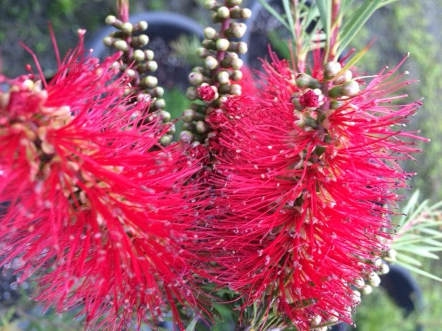 Callistemon subulatus Packers Selection CalsubPS Bottlebrush 140mm