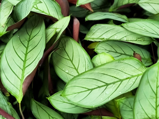 Ctenanthe setosa Grey Star CtesetGS Never Never Plant, syn Calathea Grey Star 140mm