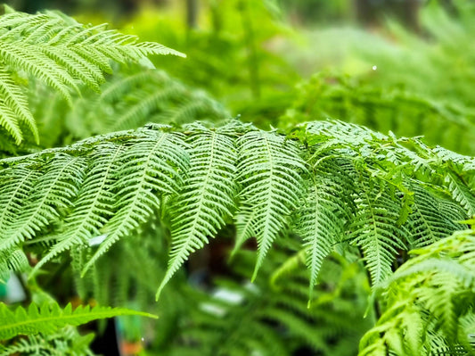 Dicksonia antarctica Dicant Soft Tree Fern, Man Fern, Tasmanian Tree Fern 70mm