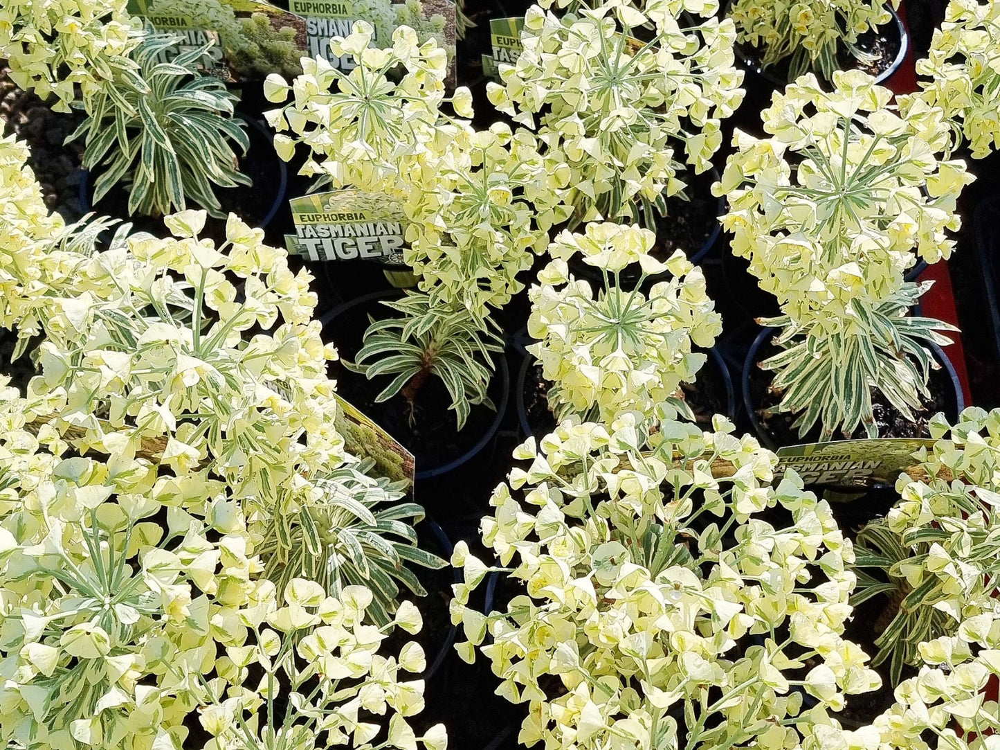 Euphorbia wulfenii variegata Tasmanian Tiger EupwvTT Variegated Spurge 140mm