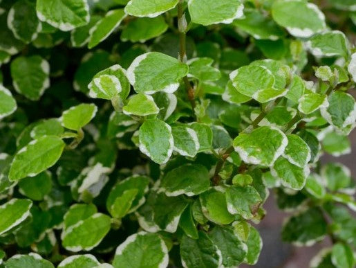 Ficus pumila Ice Caps FicpumIC Creeping Fig 140mm