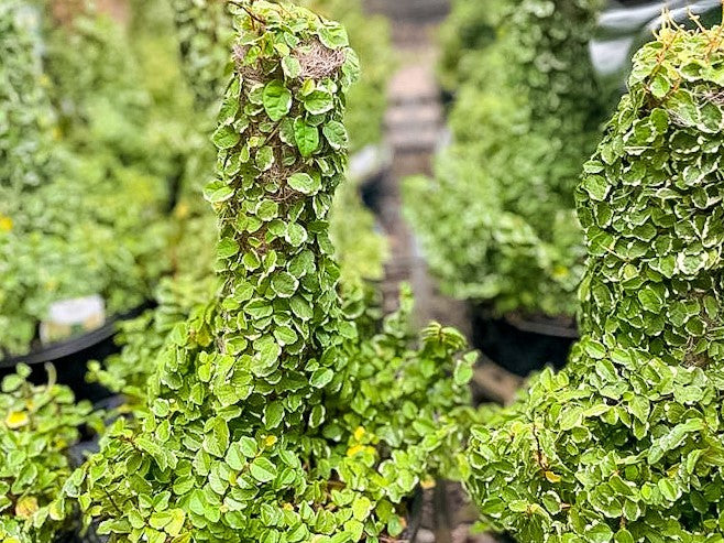 Ficus pumila Ice Caps FicpumIC Creeping Fig 140mm