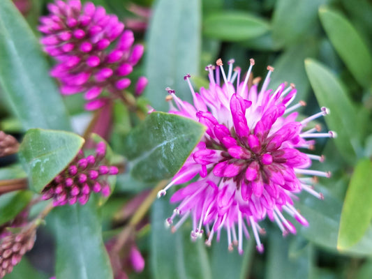 Hebe hybrida Marie Antoinette HebhybMA 70mm