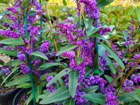 Hardenbergia violacea Happy Wanderer HarvioHW False Sarsaparilla, Purple Coral Pea, Happy Wanderer, Native Wisteria 140mm