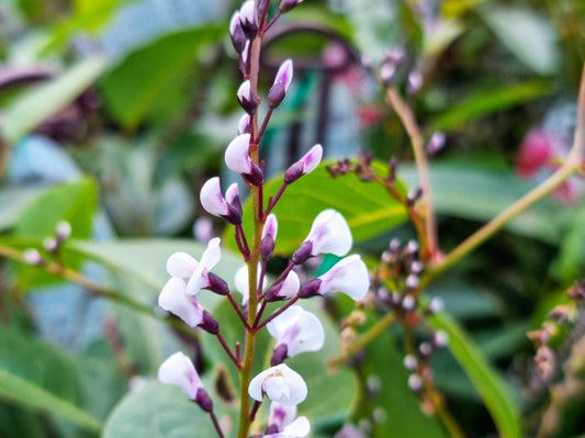 Hardenbergia violacea Free N Easy HarvioFNE False Sarsaparilla, Purple Coral Pea, Happy Wanderer, Native Wisteria 140mm