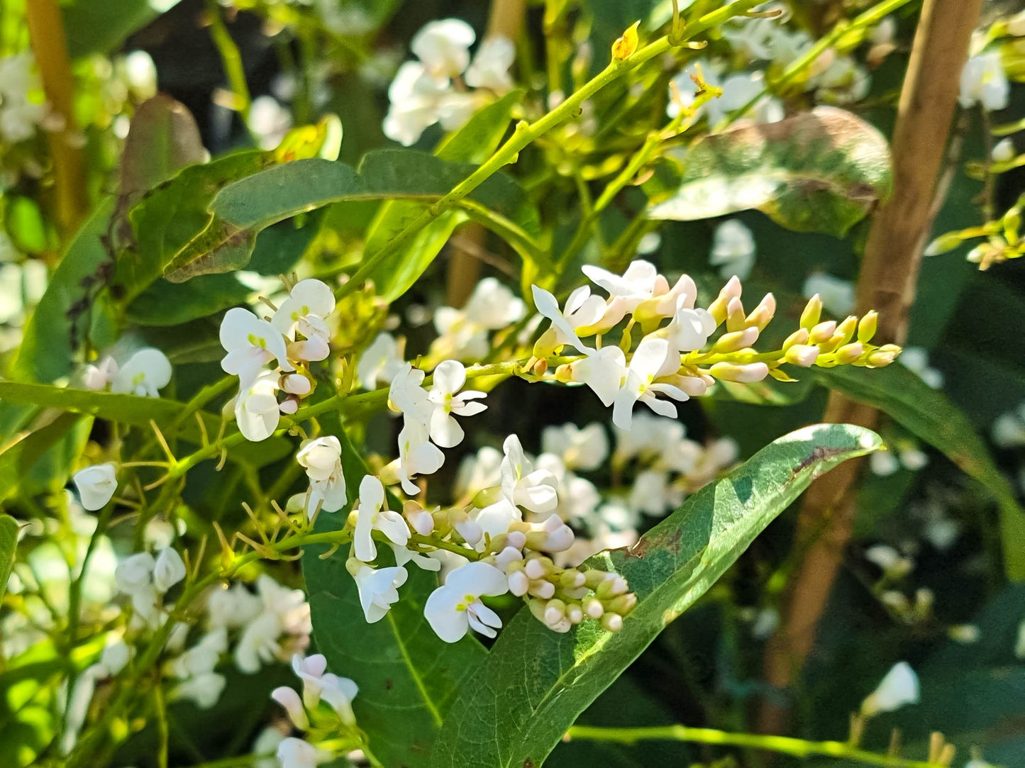 Hardenbergia violacea White Out HarvioWO False Sarsaparilla, White Coral Pea, Happy Wanderer, Native Wisteria 140mm