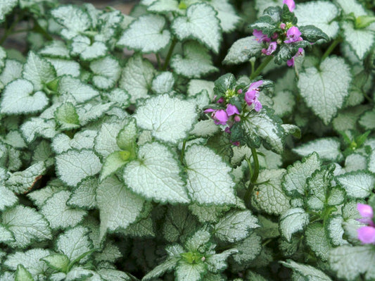 Lamium maculalum Beacon Silver LammacBS Spotted Dead Nettle 140mm