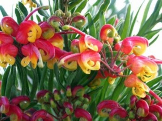Grevillea hybrida Bonnie Prince Charlie GrehybBPC Spider Flower, Toothbrush Plant 140mm