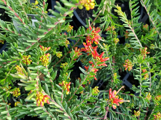 Grevillea alpina rosmarinifolia Winter Flame GrearWF Spider Flower, Toothbrush Plant 140mm