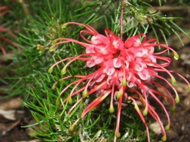 Grevillea fililoba Ellendale GrefilEll 140mm