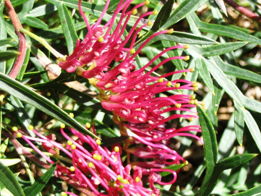 Grevillea hybrida Bronze Rambler GrehybBRa Carrington Falls Grevillea, Spider Flower, Toothbrush Plant 140mm