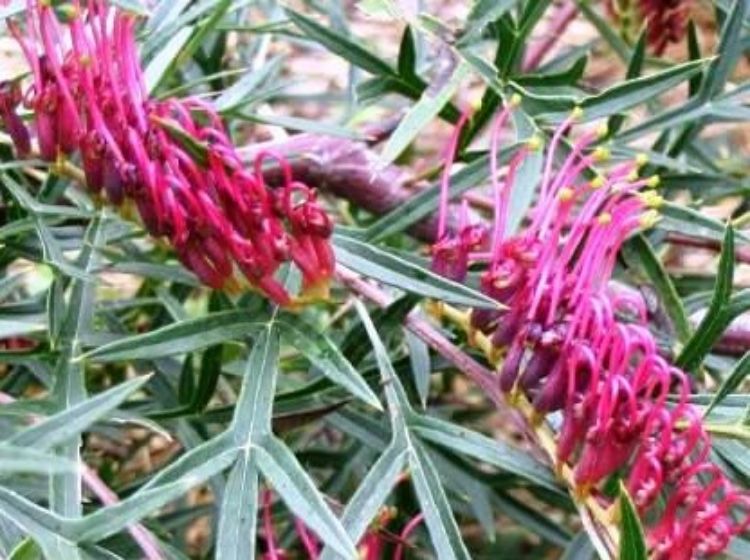 Grevillea hybrida Bronze Rambler GrehybBRa Carrington Falls Grevillea, Spider Flower, Toothbrush Plant 140mm