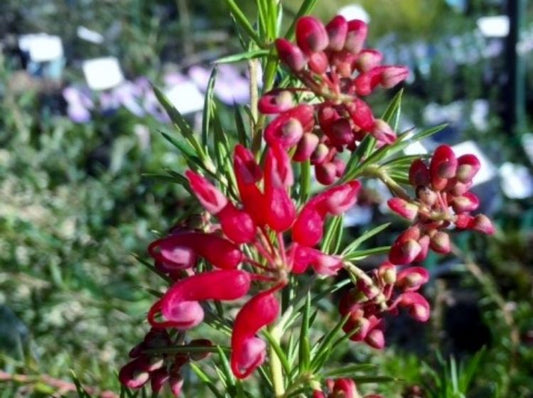 Grevillea hybrida Clearview David GrehybCD Spider Flower, Toothbrush Plant 140mm