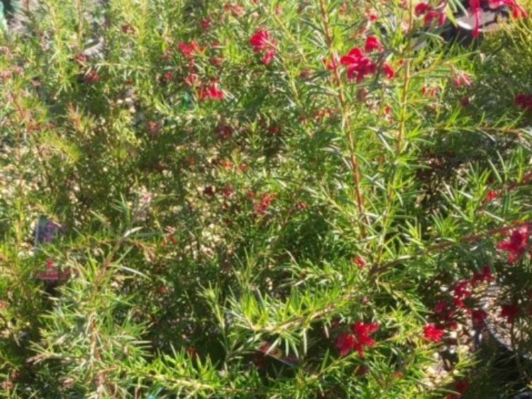 Grevillea hybrida Clearview David GrehybCD Spider Flower, Toothbrush Plant 140mm