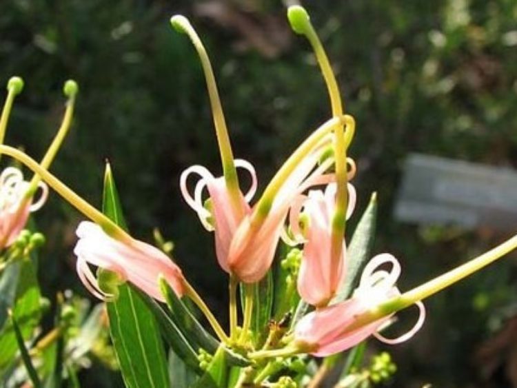 Grevillea hybrida Forest Rambler GrehybFR Spider Flower, Toothbrush Plant 140mm