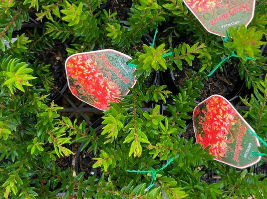 Grevillea hybrida Knockout GrehybKno Spider Flower, Toothbrush Plant 140mm