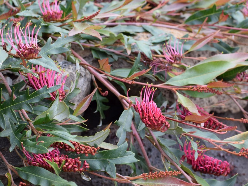 Grevillea hybrida Poorinda Royal Mantle GrehybPRM Spider Flower, Toothbrush Plant 140mm