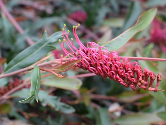 Grevillea hybrida Poorinda Royal Mantle GrehybPRM Spider Flower, Toothbrush Plant 140mm