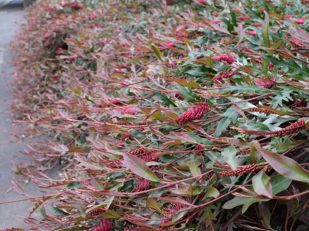 Grevillea hybrida Poorinda Royal Mantle GrehybPRM Spider Flower, Toothbrush Plant 140mm