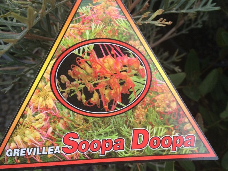 Grevillea hybrida Soopa Doopa GrehybSD Super Duper, Sooper Dooper, Spider Flower, Toothbrush Plant 200mm
