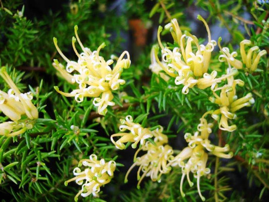 Grevillea juniperina Gold Cluster PBR GrejunGC Juniper Leaf Grevillea, H22 140mm