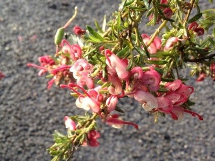 Grevillea juniperina lanigera Raspberry Ripple GrejlRR Juniper Leaf Grevillea, Woolly Grevillea 140mm
