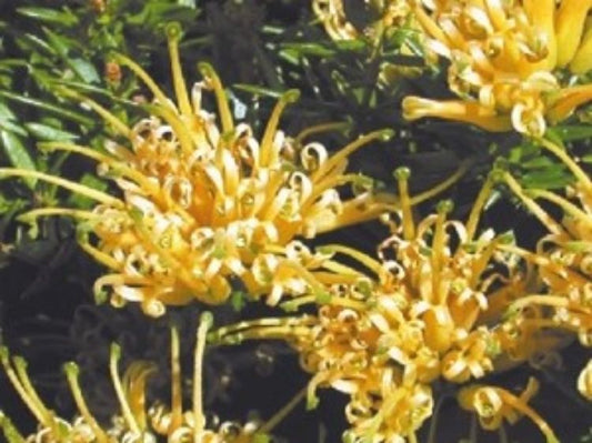 Grevillea juniperina Prostrata Gold GrejunPrGo Prostrate Golden Juniper Leaf Grevillea 140mm