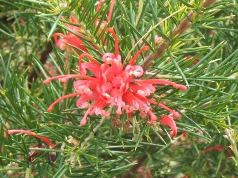 Grevillea juniperina Prostrata Red GrejunPrRe Prostrate Juniper Leaf Grevillea 140mm