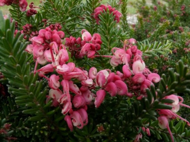 Grevillea lanigera Woolly Bear Hero GrelanWBH Woolly Grevillea 140mm