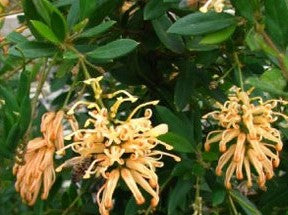 Grevillea rhyolitica Deua Gold PBR GrerhyDG Deua Grevillea, Grevillea Deuagold PBR 200mm