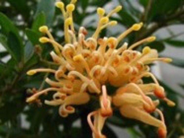 Grevillea rhyolitica Deua Gold PBR GrerhyDG Deua Grevillea, Grevillea Deuagold PBR 200mm