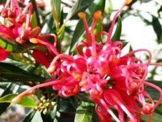 Grevillea oleoides shiressii Splendour GreosSpl Red Spider Flower 140mm
