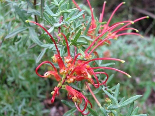 Grevillea olivacea Red GreoliRe Olive Grevillea 140mm