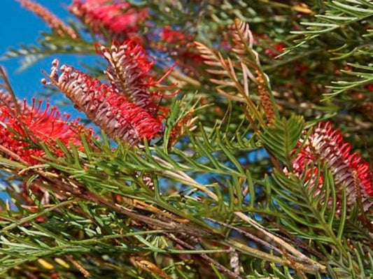 Grevillea hookeriana Robin Hood GrehooRH Hookers Grevillea, Red Toothbrush Grevillea 140mm