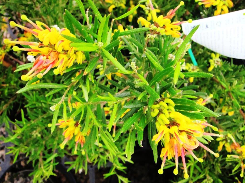 Grevillea alpina rosmarinifolia Gold Rush GrearGR Spider Flower, Toothbrush Plant 140mm