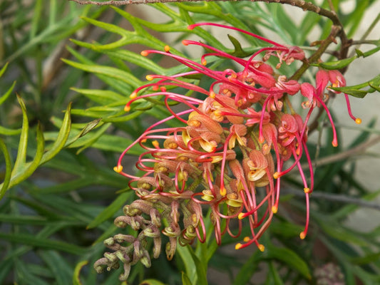 Grevillea banksii bipinnatifida Superb GrebbSup Spider Flower, Toothbrush Plant 140mm